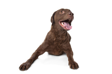 Chesapeake Bay retriever