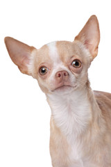 Obraz premium chihuahua