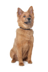 mixed breed dog,sheltie and Eurasiër