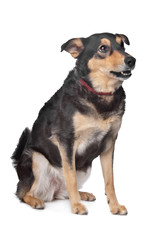 mixed breed dog