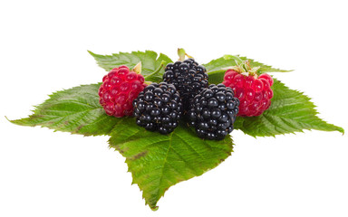 raspberry and blackberry