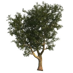 Platanus Tree CG
