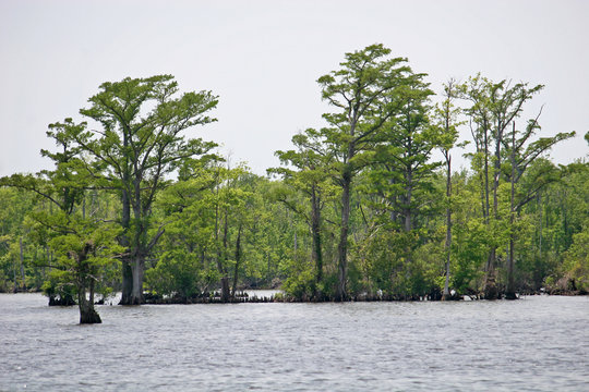 Bald Cypress, North Carolina