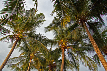 Obraz premium Palmen