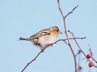 Brambling, Fringilla montifringilla