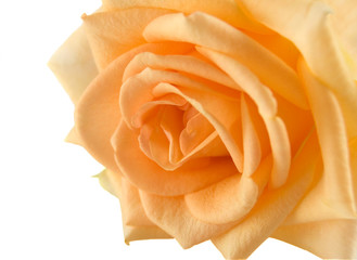 orange rose on the white