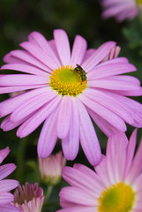 Obraz premium Bee on Mum