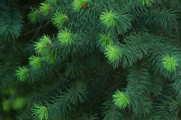 Texture of young fir