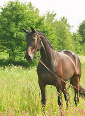 beautiful breed chocolat mare in field