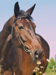 Fototapeta premium portrait of beautiful mare with daisy art toned