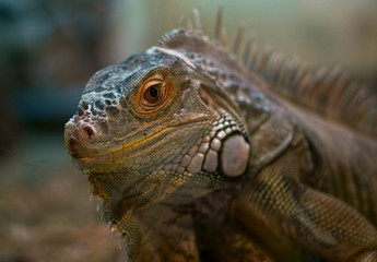 iguana