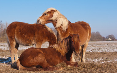 Three brown horses in winter