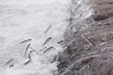 稚鮎の天然遡上