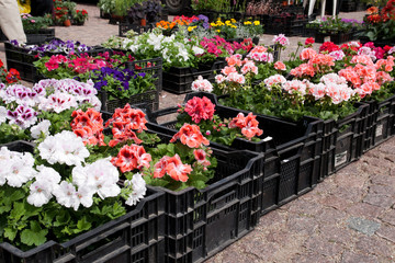 Spring flowers in boxes on the market