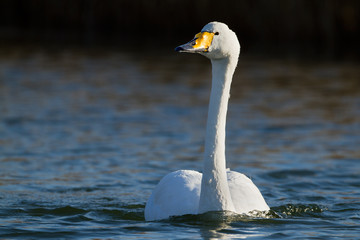 Whooper swan