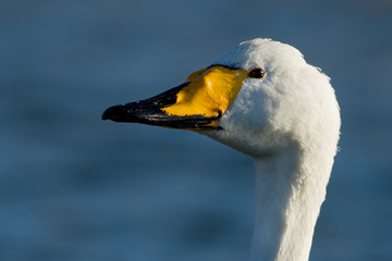 Whooper swan portrait