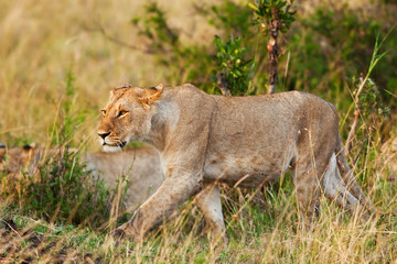 African Lioness in the Maasai Mara National Park, Kenya