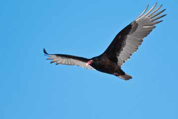 Turkey Vulture in Flight