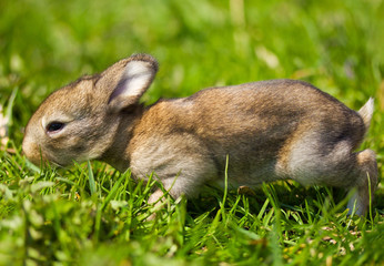 gray bunny in green grass