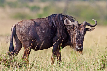 Fototapeta na wymiar Niebieski Gnu - Masajowie Mara National Park w Kenii, Afryka