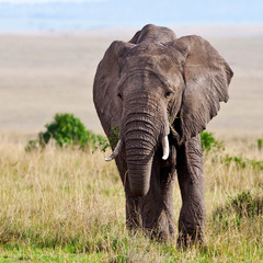 Obraz na płótnie Canvas Elephant żeruje na równiny Masai Mara