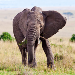 Obraz na płótnie Canvas Słoń afrykański, Masajowie Mara, Kenia