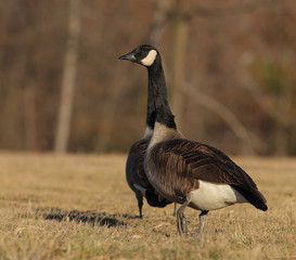 Canada goose Branta Canadensis in winter