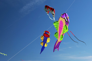 fish kites
