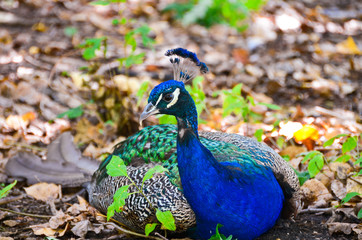 Fototapeta premium peacock sitting on a leaves against a blurry background