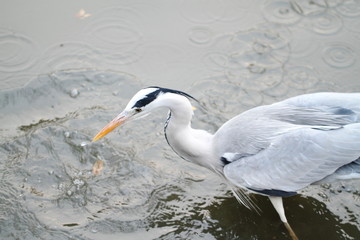 餌をねらう蒼鷺