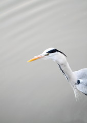 蒼鷺の冠羽と飾羽