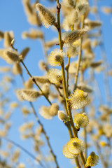 yellow pussy willow