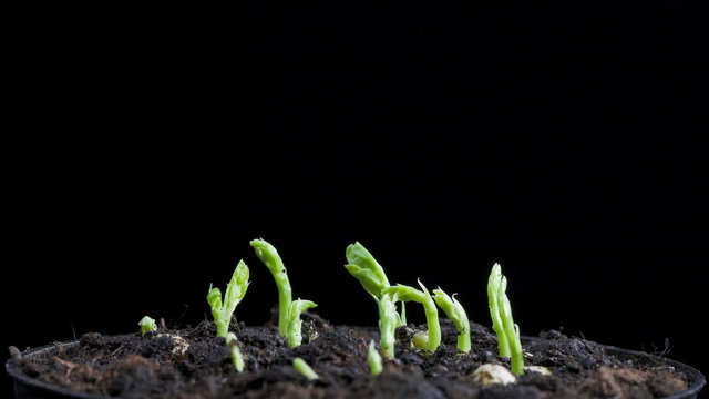 timelapse of pea seeds germination