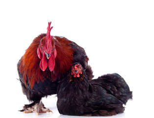 duo - coq et poule