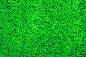 Fototapeta premium Green carpet