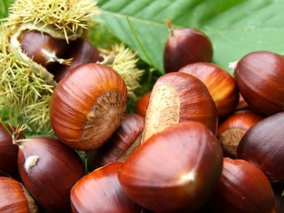 Esskastanien