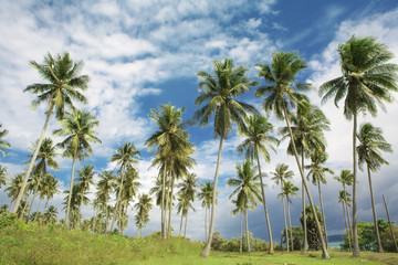 Obraz na płótnie Canvas palms