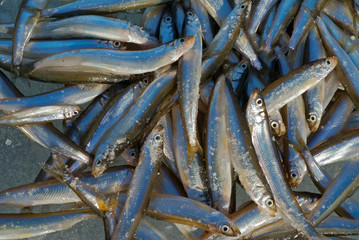 Catch on winter fishing 7