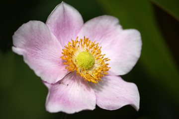Japanese anemone