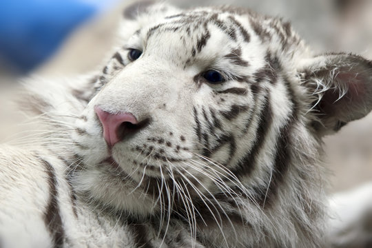 White Tiger cub