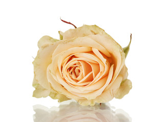 Beautiful rose on white background