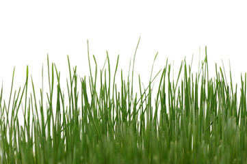 Grass isolated