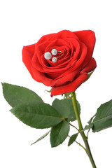 Naklejka premium Red rose with a ring with jewels