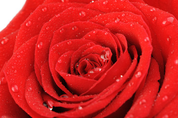 rose with water drops