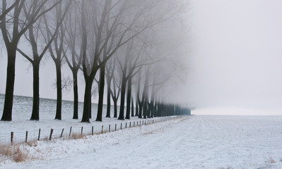Row of bare trees in morning mist