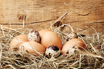 Obraz premium chicken and quail eggs in a nest on wooden background