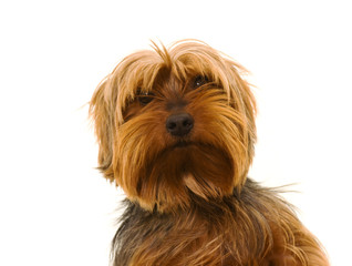 yorkshire terrier