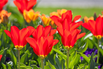 Tulips
