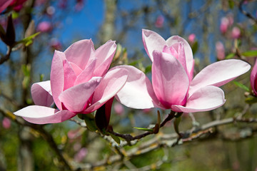 magnolia © swisshippo