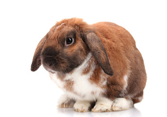 Lop-eared rabbit isolated on white